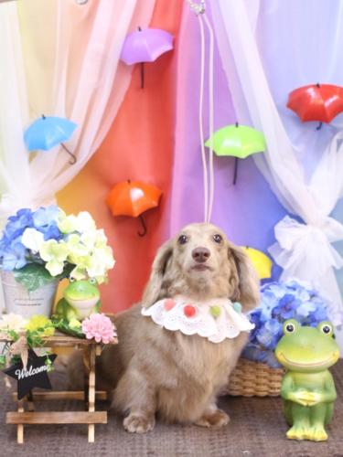 20230630ぺこちゃん